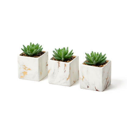Desk Plants - Square Pots with Marble & Gold Vein