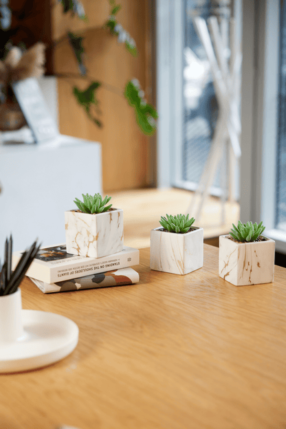 Desk Plants - Square Pots with Marble & Gold Vein