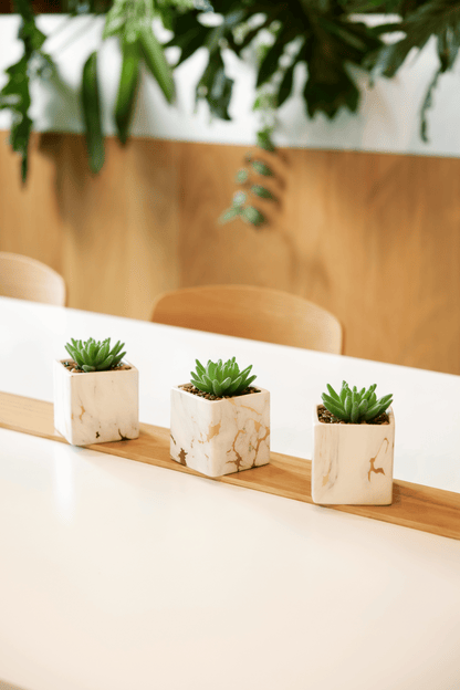 Desk Plants - Square Pots with Marble & Gold Vein