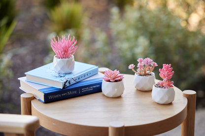 Pink Desk Plants in Ceramic White Pots