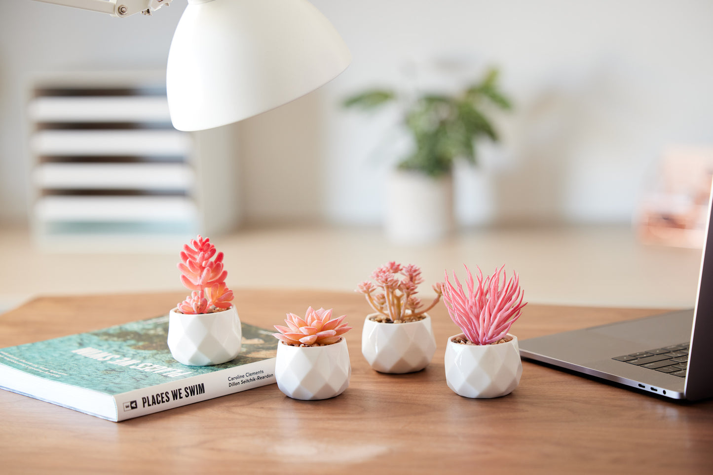 Pink Desk Plants in Ceramic White Pots