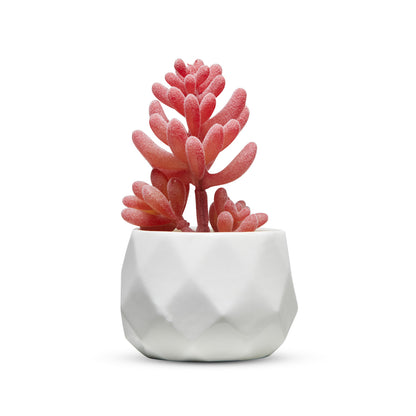 Pink Desk Plants in Ceramic White Pots