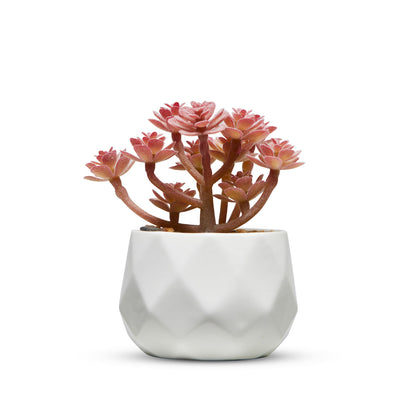 Pink Desk Plants in Ceramic White Pots