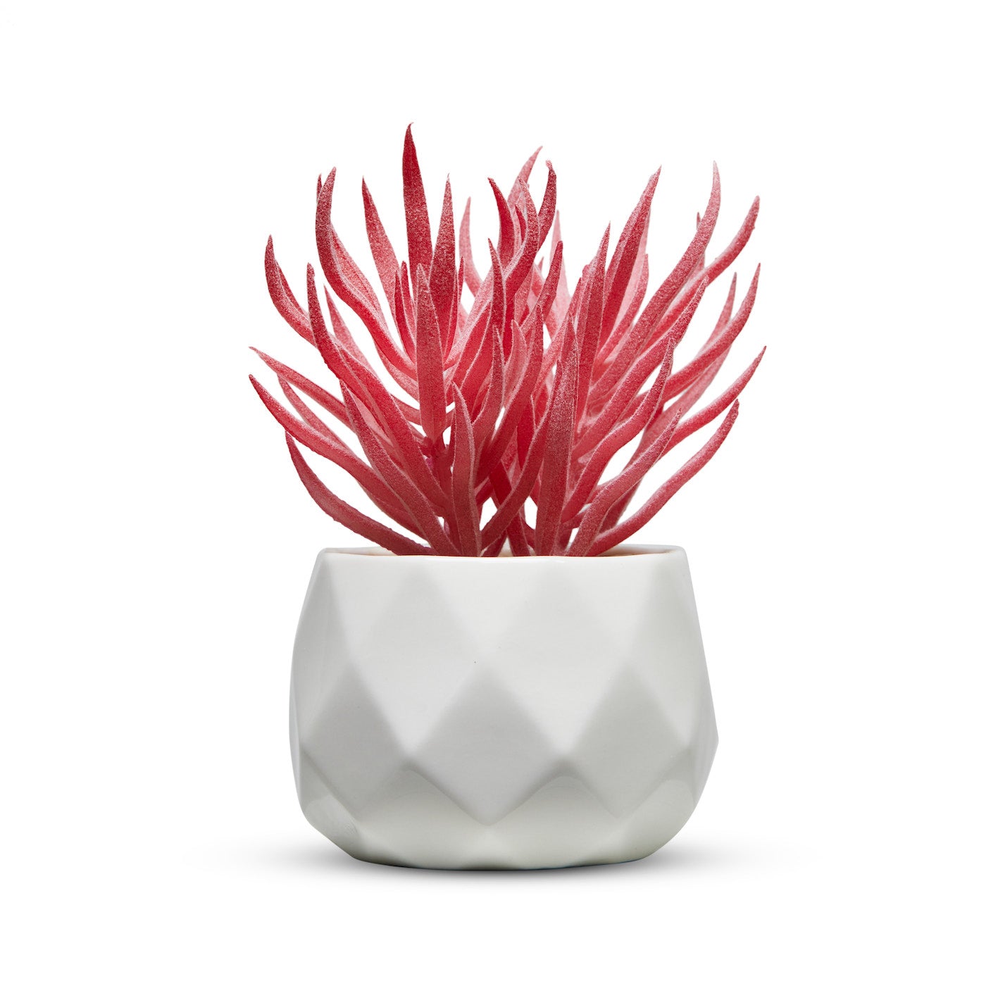 Pink Desk Plants in Ceramic White Pots