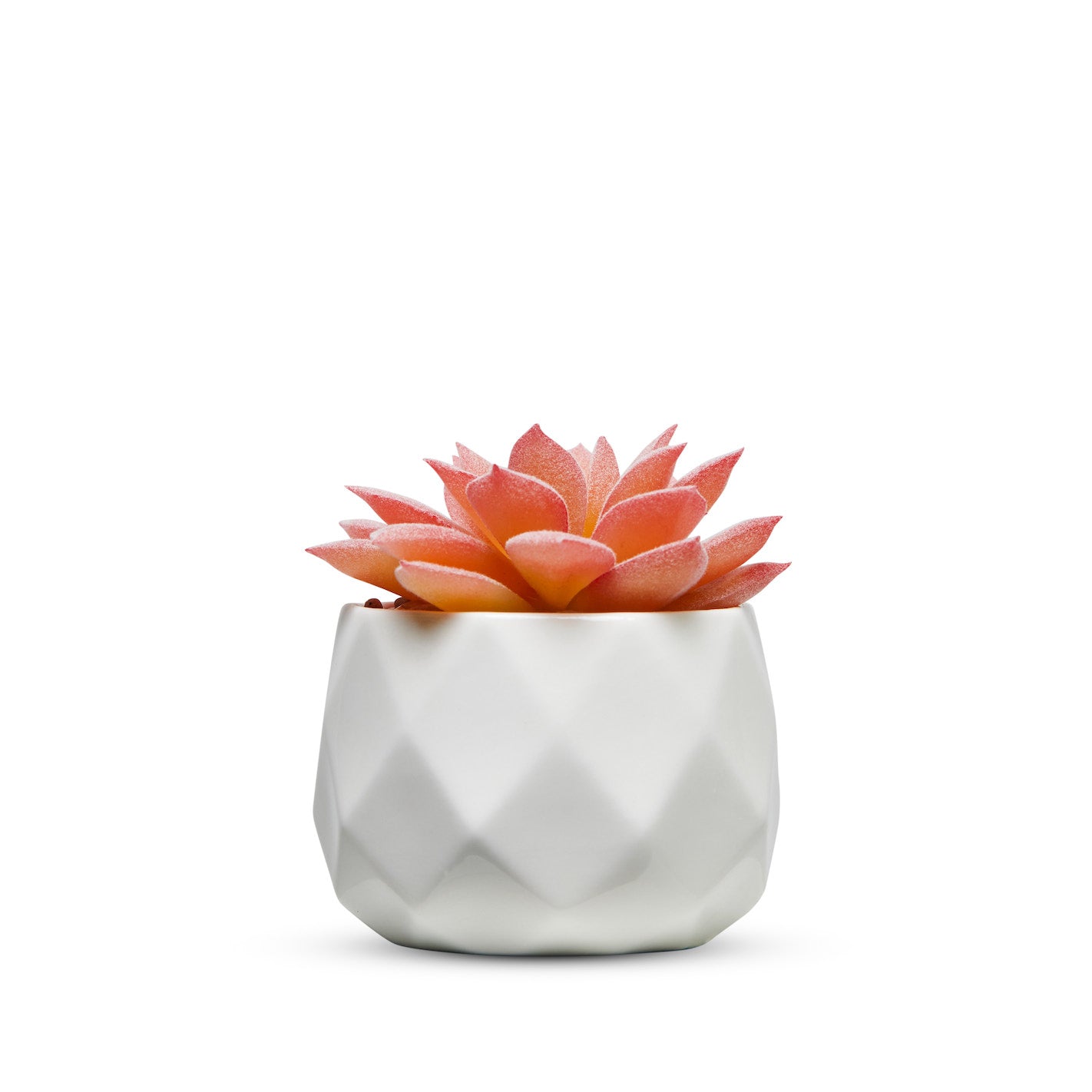 Pink Desk Plants in Ceramic White Pots
