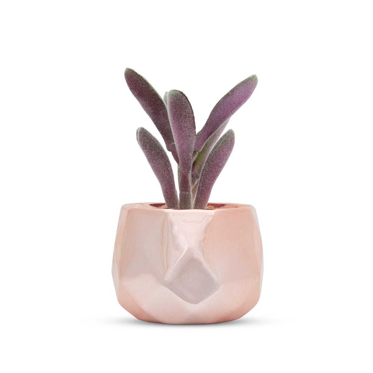 Desk Plants - Ceramic Rose Gold Pots