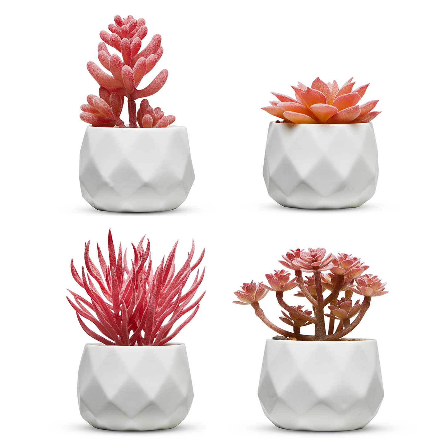 Pink Desk Plants in Ceramic White Pots